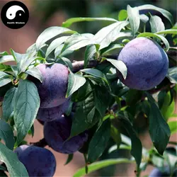 Купить фиолетовые плодов сливы Semente 40 шт. завод Prunus Salicina для китайских фрукты Li