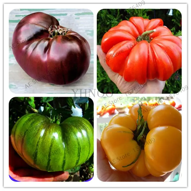 

Free shipping Rare Gaint tomato bonsai,fruit and Vegetables Home Garden tomato Plants Potted Balcony planting 200pcs/bag