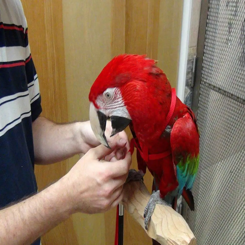 Adeeing Pet Parrot Тяговый ремень открытый веревка поводок для домашних животных Регулируемая шлейка для птицы для Cockatiel случайный цвет