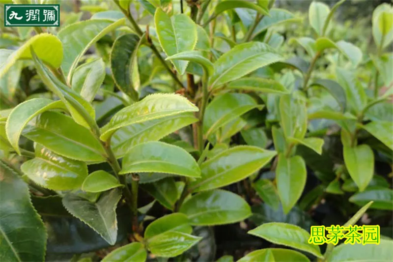  100g New Spring Biluochun tea premium Pilochun tea Bi luo chun green tea the green food for weight loss health care products 