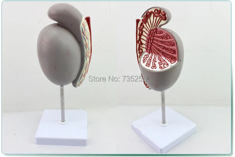 Buy Human Testicular Enlargement Model,Genital Tube