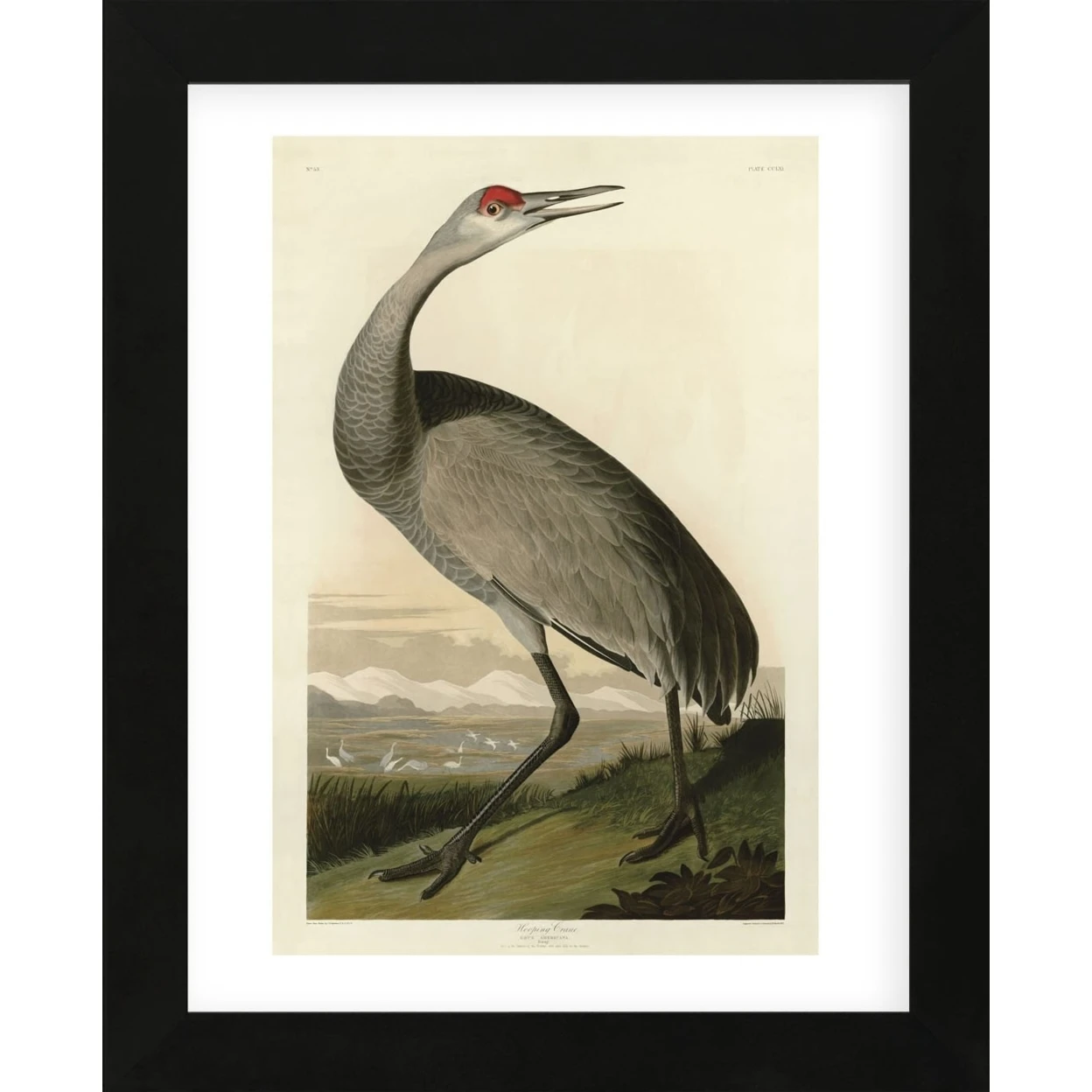 Hooping Crane (Framed)