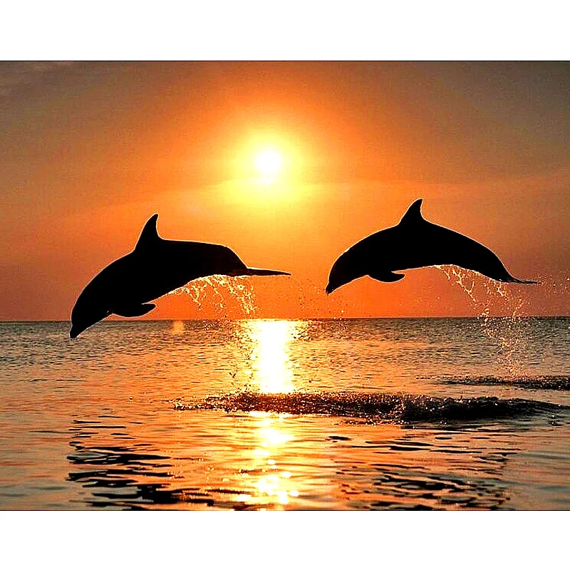 Sunset Dolphin