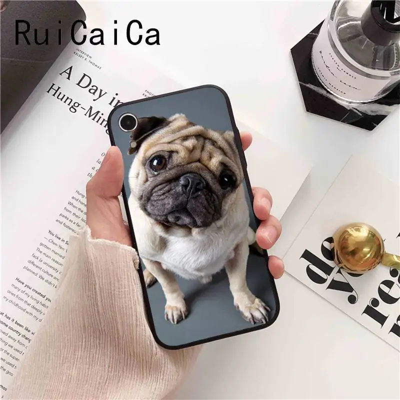 Animal Cute Pug Dog