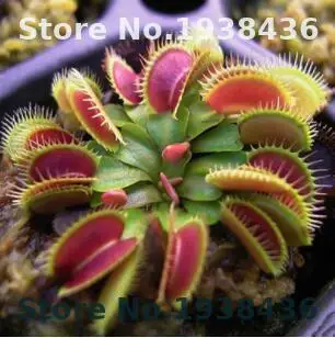 

100PCS Insectivorous Plant Dionaea Giant Clip Venus Flytrap bonsai flower seedling Home And Garden Succulents Plants