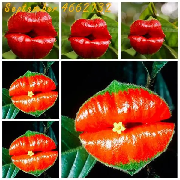 

At a loss The sale 2019! 100 Pcs A Lot Red Lips Flower bonsai Rare Flower Pots Psychotria Elata Flower Indoor Plants Flowers