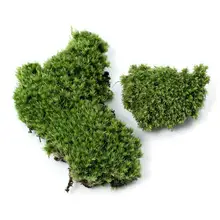 Tapis mousse séchée naturelle préservée, gazon pour Micro paysage, Pot de plantes pour Terrarium, décoration de jardin