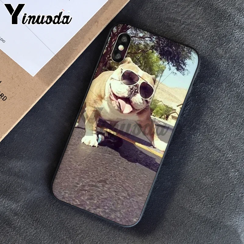 Cute dog english bulldog