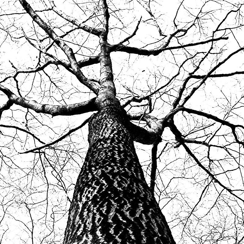 black-and-white-branches-tree-high - 