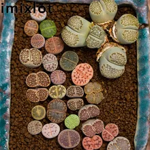 Imixlot 100 шт./упак. семена литопсов РЕДКИЕ смешанные живых камней суккулентные растения пейзаж с садовыми цветами Офис украшения