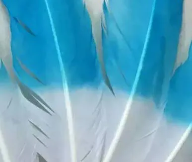 wb