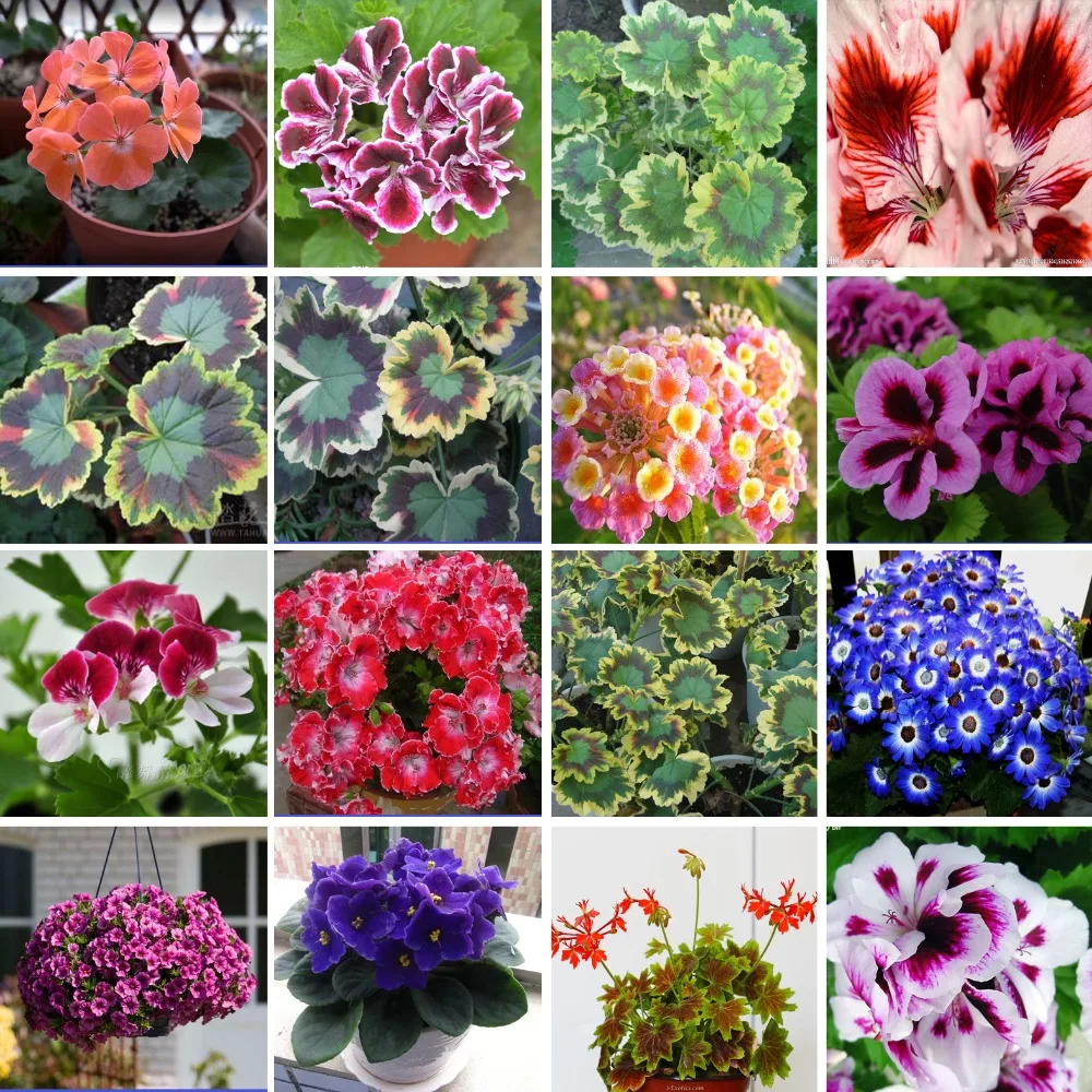 2016 Loss Promotion Fresh Geranium seeds Purifying air flower plants for home Garden bonsai seeds sent