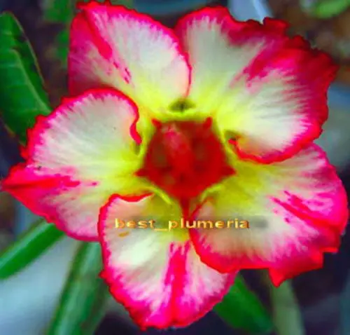 

20 - Fresh Rare " Love Valentine " Adenium Obesum semillas - Bonsai Desert Rose Flower Plant semillas * sementes