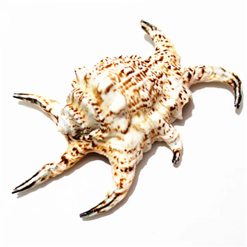 Home Furnishing Marine Decoration 20-25cm Lambis Big Conch Natural Ornaments Shell Fish Tank Ornaments Aquarium Wedding Decor1