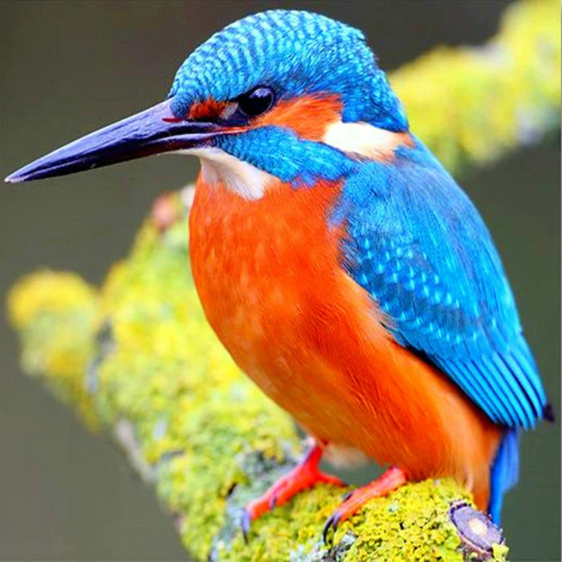 100% Full 5D Diy Daimond Painting Cross stitch Colorful Birds 3D