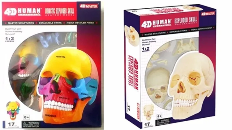 4D мастер человека Colorfull череп мозг анатомический анатомия Сравнительная анатомия комплект череп мозг Скелет зубные камеры косметика