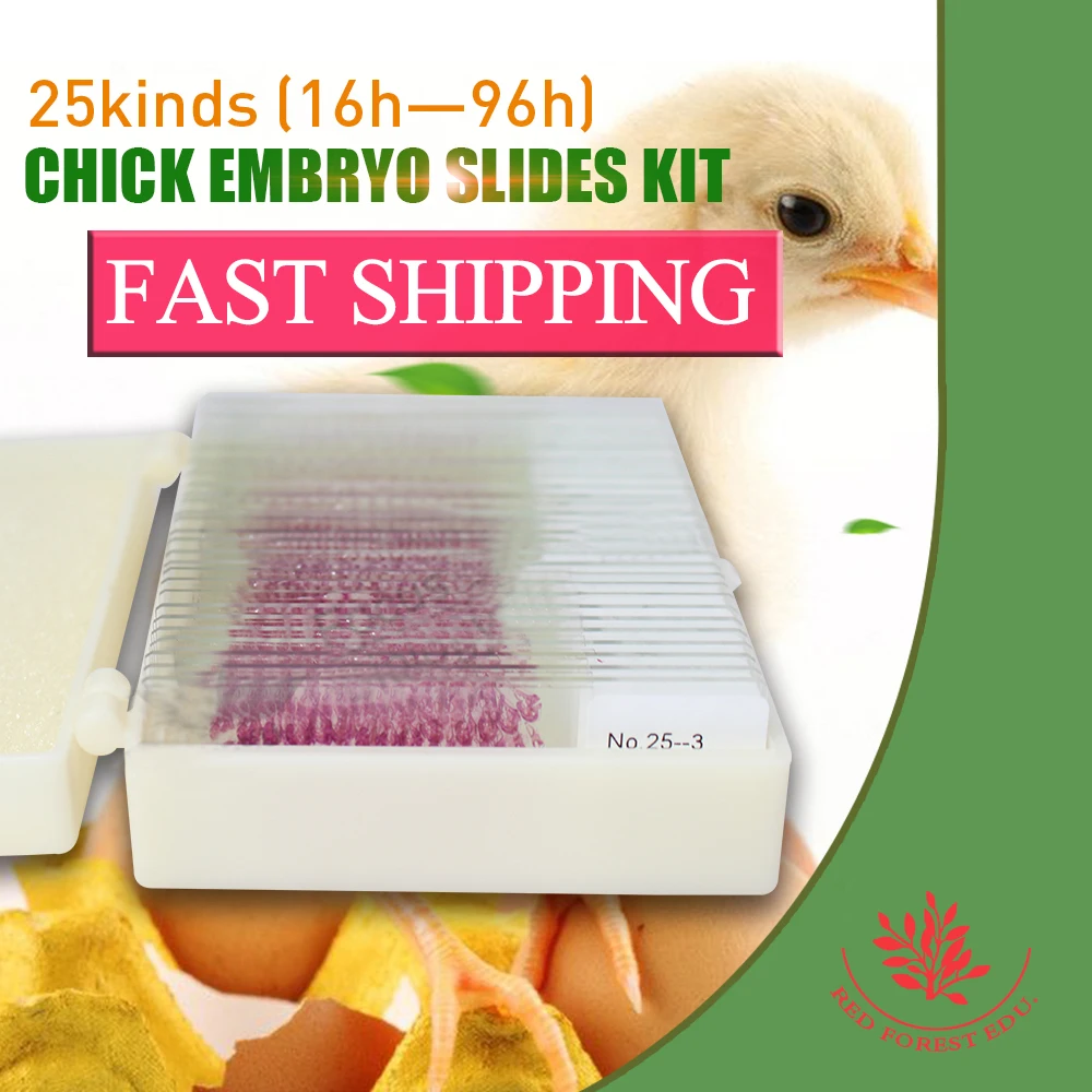Professional Animal embryology chick embryo microscope prepared slides