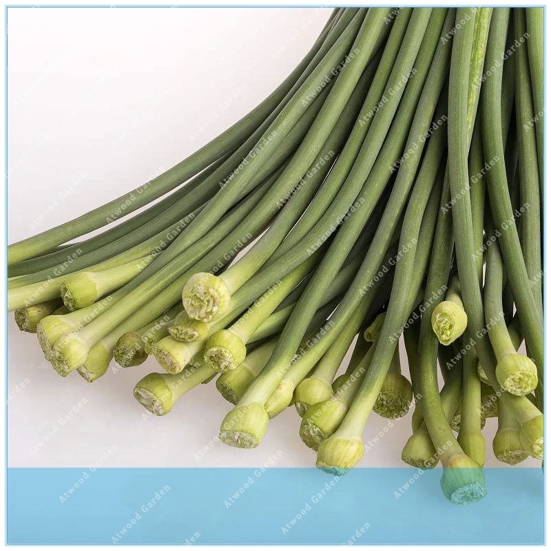 

ZLKING 100pcs Chinese young garlic shoot Garden Potted Leek Plants Easy To Grow Vegetables Four Seasons Planting