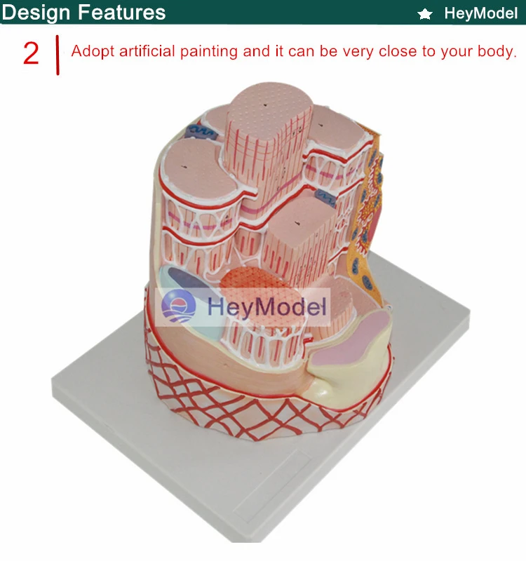 Heymodel скелетных мышц модель