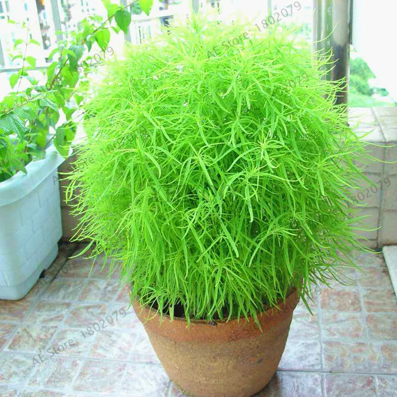 103pcs Kochia Scoparia Bonsai Burning Bush Grass Rapid Hardy Summer