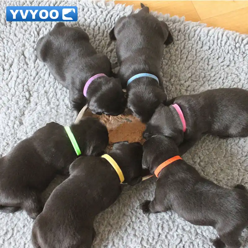 puppy identity collars