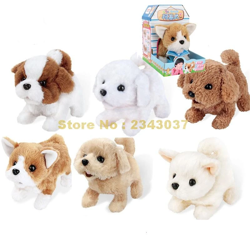 teddy bichon