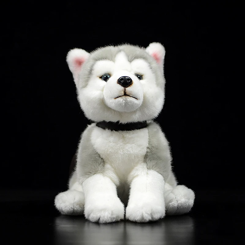 husky dog teddy