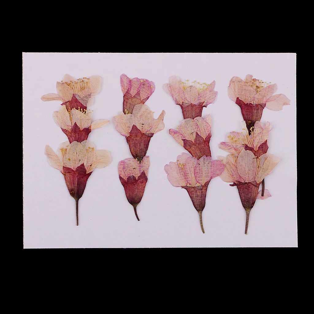 MagiDeal 12x Pressed Real Sakura Flower Dried Flowers DIY Phone Case Scrapbook Crafts for Making Greeting Card Craft Accessories