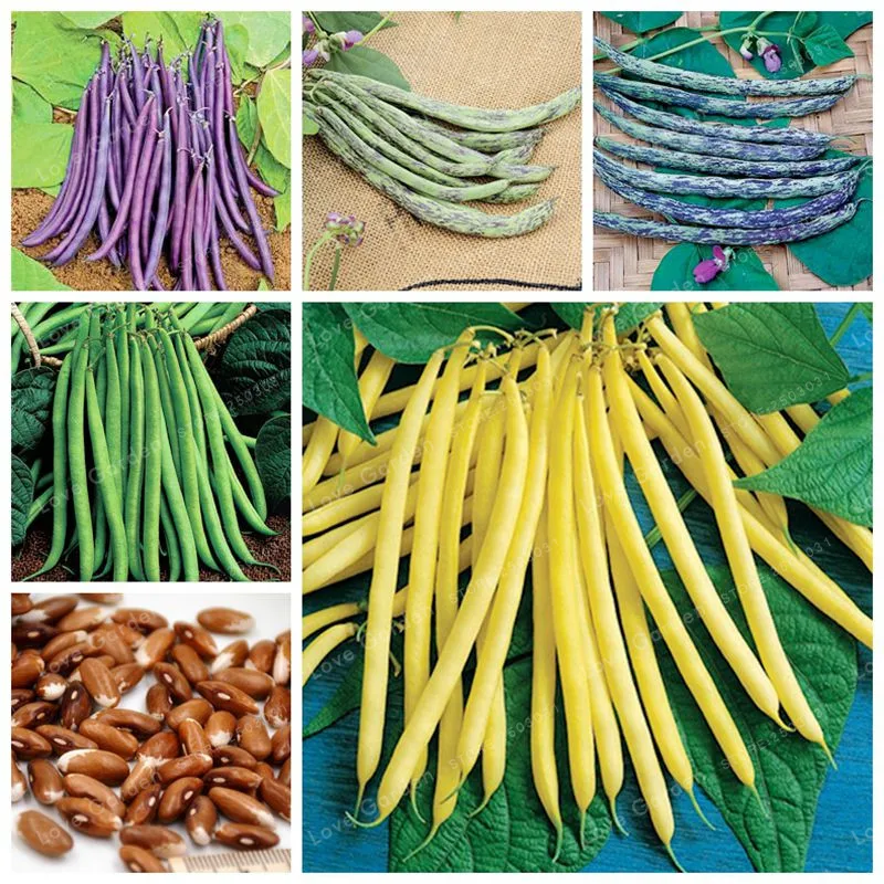 

Bean Bonsai Organic Vegetable Bonsai Phaseolus Vulgaris Plant Green Beans Bonsa Natural Growth Plant For Home Garden 20 Pcs/Bag