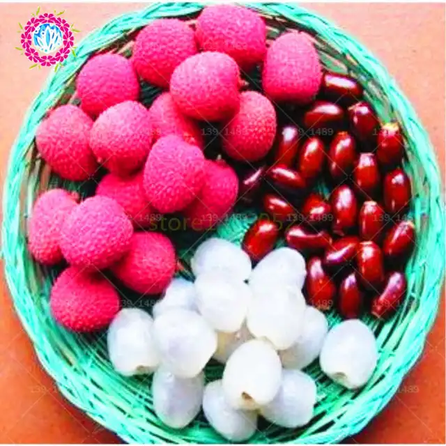 Heirloom 'Smile Of Princess' Litchi Seed, 5 Seeds/Pack, Organic Fruit