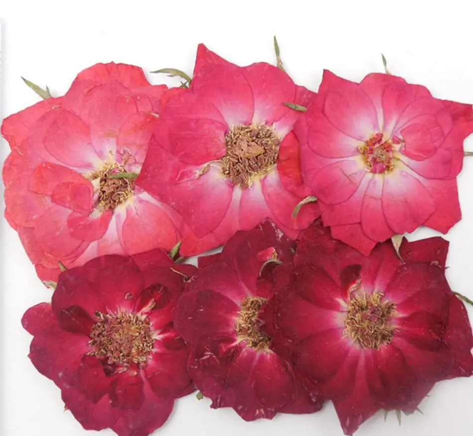 

100pcs Pressed Press Dried Rose Flower Filler For Epoxy Resin Pendant Necklace Jewelry Making Craft DIY Accessories