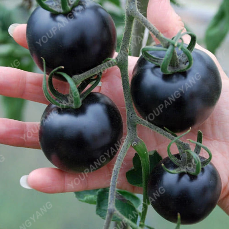 

100 /pack Rare Black Tomato Very Tasty Nutritive Heathy Vegetables In Bonsai For Home Garden Planting Easy Grow