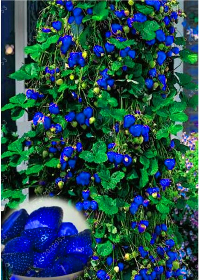 

500pcs Blue Climbing Strawberry giant strawberry tree bonsai For Home & Garden