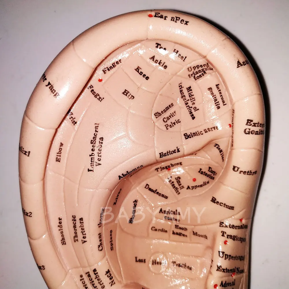 17 см Ушная иглоукалывающая модель, семена ваккарии, акупунктурные мягкие резиновые английские персонажи с руководством пользователя