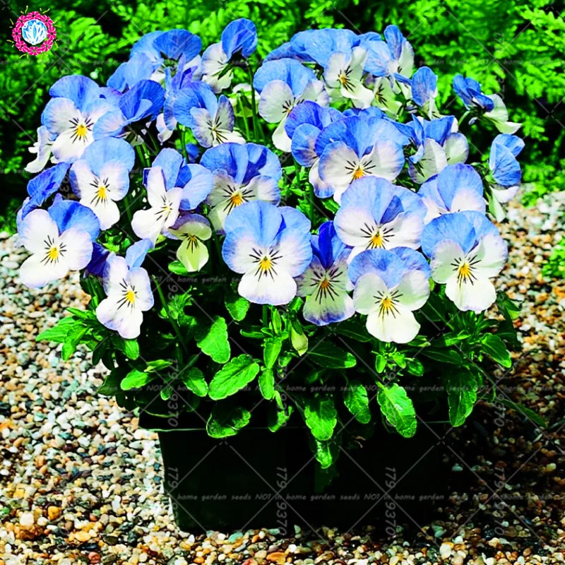 

100pcs/bag Pansy Bonsai Perennial Flower blue Viola tricolor outdoor planting for garden pot plants Butterfly flower