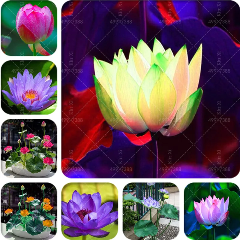 

Big sale 5 Pcs/Pack Bowl lotus Bonsai Hydroponic Plants Aquatic Plants Flower Bonsai Pot Lotus Water Lily plant Bonsai Garden