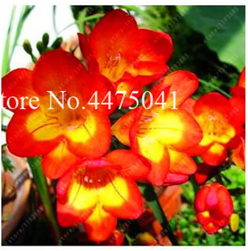 120 Pcs Freesia Bonsai Garden Freesia Bulbs Flower Bonsai Flower Flowers Orchid Freesia Rhizome Bulbous Flowers (Mix Colors)