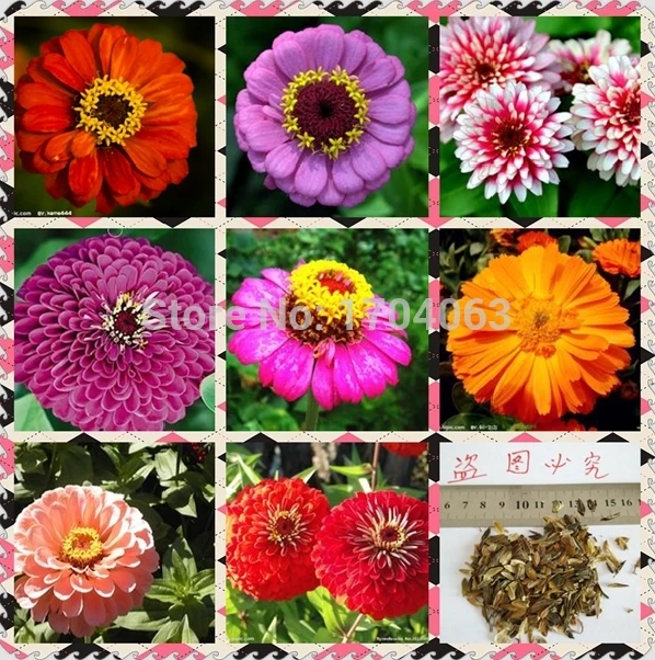 

100 Pcs Rose Red Zinnia bonsai Balcony Courtyard Potted Bonsai Zinnia Elegans potted Plant Flower