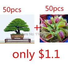 bonsai seeds 50pieces japanese pine tree 50 flytrap seeds for gift rare bonsai tree seeds for home garden planting