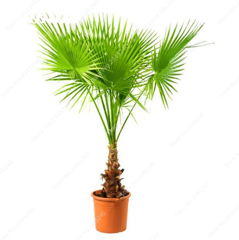 10 шт./пакет Япония Cycas Крытый Drawf карликовые деревья горшках открытый саго пальмовое дерево цветочное растение для дома сад горшок Декор Лег... 10 шт./пакет Япония Cycas Крытый Drawf карликовые деревья горшках открытый саго пальмовое дерево цветочное растение для дома сад горшок Декор Лег...