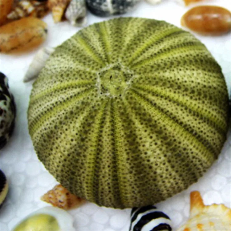 

2PCS 3-6cm Natural Sea Urchin Sea Urchins Handicraft Home Decoration Crafts Natural Crafts Wedding Sea Shells DIY Decor Material