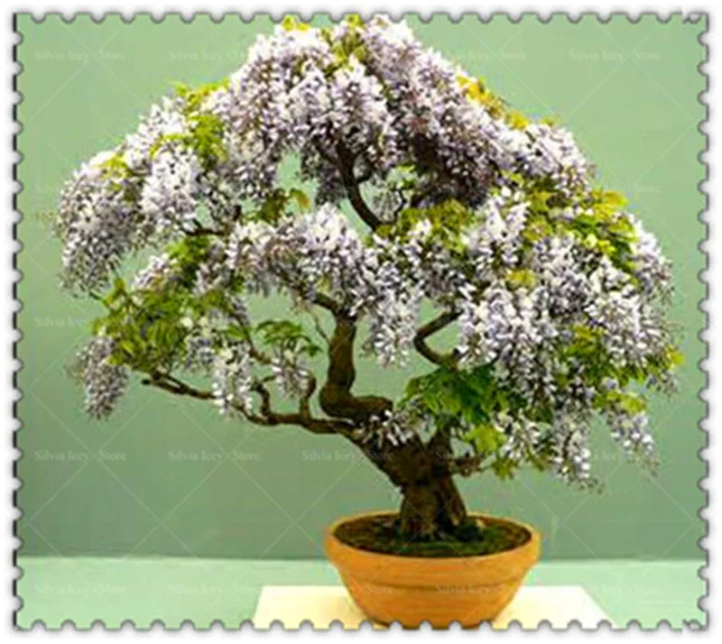 5 Pcs/Lot Wisteria Bonsai Plants Rare Wisteria Flower Bonsai Tree Perennial Indoor Ornamental Potted Planting for Home Garden 5 Pcs/Lot Wisteria Bonsai Plants Rare Wisteria Flower Bonsai Tree Perennial Indoor Ornamental Potted Planting for Home Garden