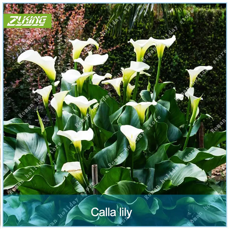 

ZLKING 2 Pcs Rare Elegant White Calla Lily Bulbs bonsai High Germination Rate Wedding Flowers Ornamental Medicinal Plants
