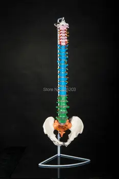 

Human anatomy skeleton Life Size Colored Flexible Vertebral Column with Pelvis brain skull model in trauma nursing manikin