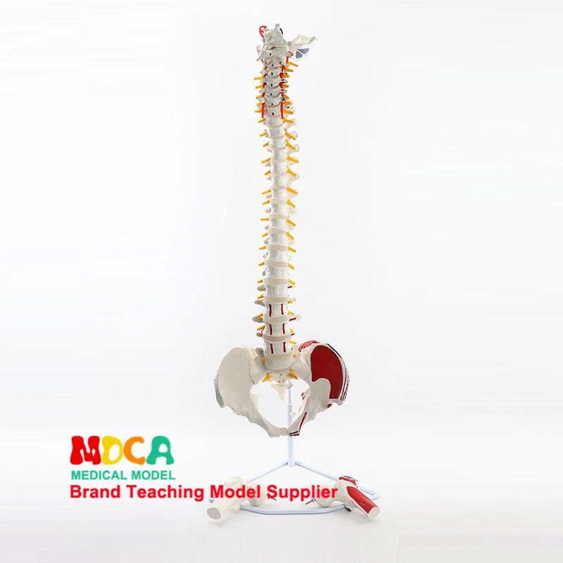 

85CM Hanging Muscle Start And Stop Point Writing Color Spine Belt Femur Massage Beauty Human Spine Model