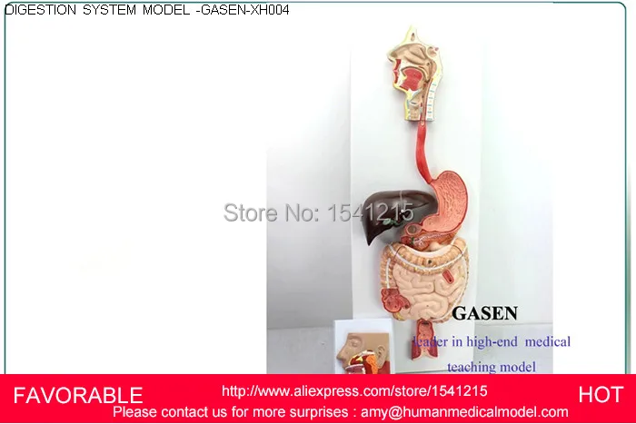 

MEDICAL HUMAN DIGESTIVE SYSTEM MODEL OF THE DIGESTIVE TRACT DIGESTIVE GLAND OF NINE BODY DIGESTIVE SYSTEM GASEN-XH004