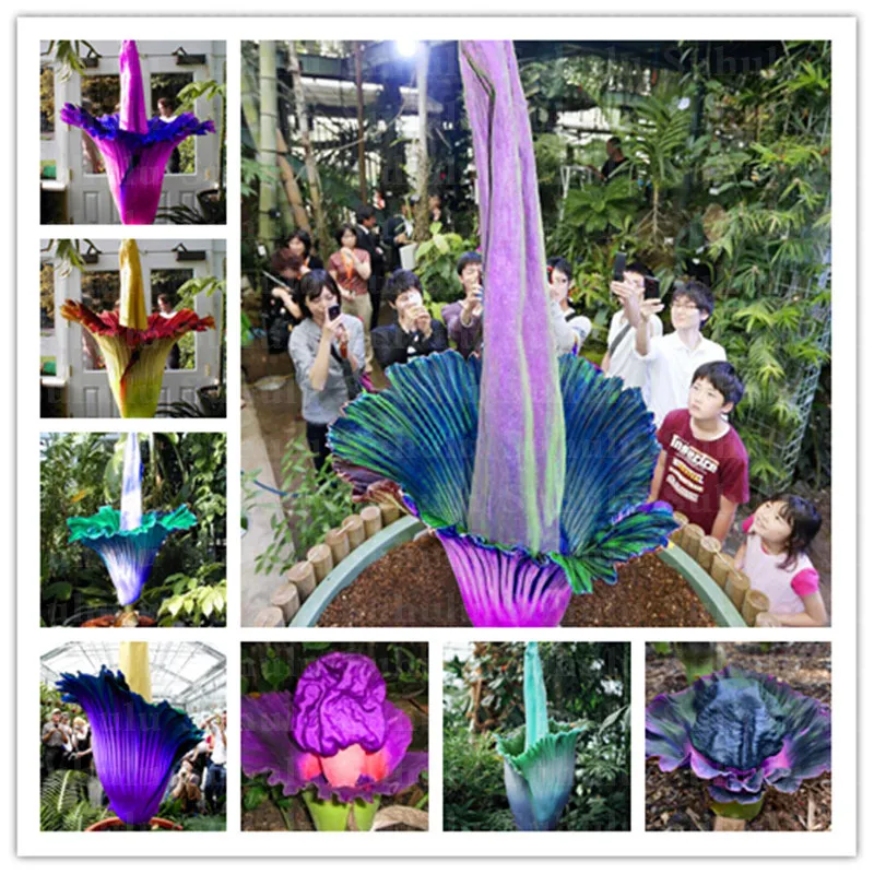 

100pcs Corpse Flower,The Wrold Biggest Flower,Titan Arum,Corseplant Flower Garden,Bonsai Plant For Home Courtyard,Easy To Grow