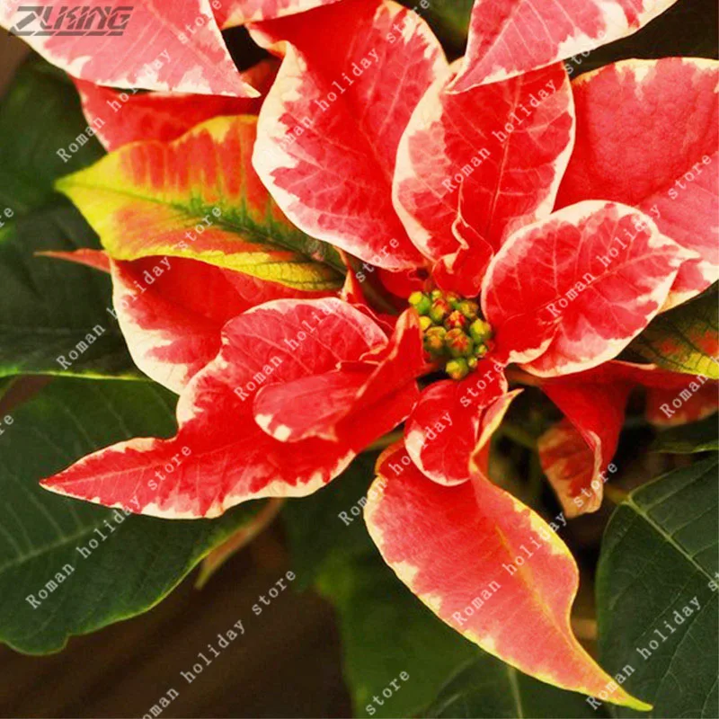 

ZLKING 100pcs Optional Color Poinsettia Flower Euphorbia Pulcherrim Bonsai Tree Plants Chinese Rare Perennial Flower