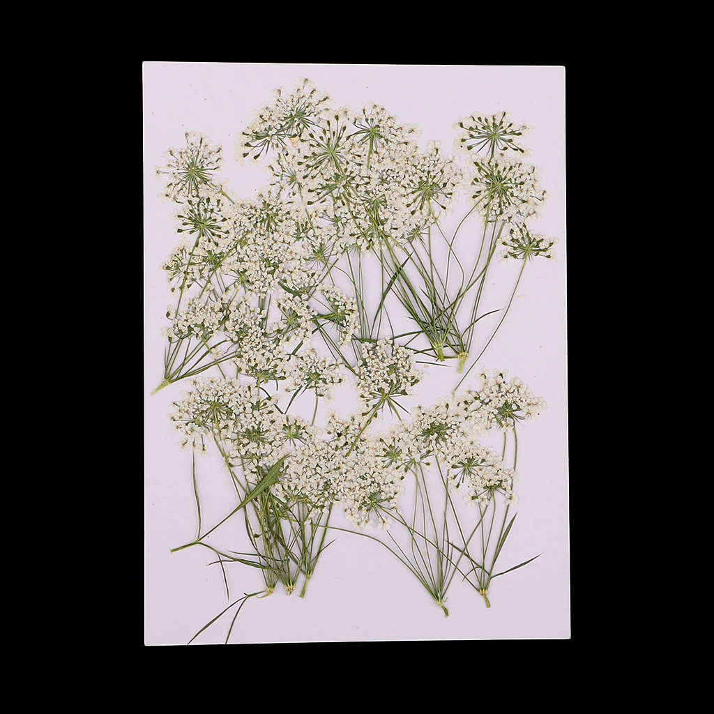 10 Pieces White Lace Flower Natural Real Pressed Dried Flower Poxy Resin Pendant Necklace Jewelry Making Craft DIY Accessories