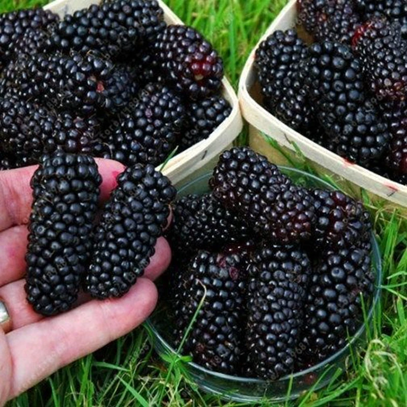 

Bonsai Blackberry Dessert 1000 Pcs/Bag Nutritious Black Raspberry Sweet Fruit Beautifying Healthy Garden Fruit for Flower Potted